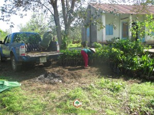 Cây ăn trái, Vườn ươm Gia Nguyễn, Vườn cây ăn trái, Sầu riêng, Cây quýt đường