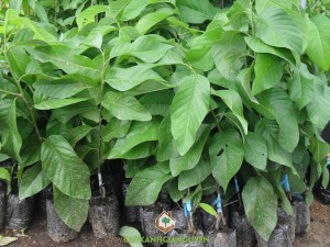 Mãng cầu na Thái Lan, Giống mãng cầu na Thái Lan, Trái mãng cầu có hạt, Giống na truyền thống, Trồng mãng cầu na Thái Lan