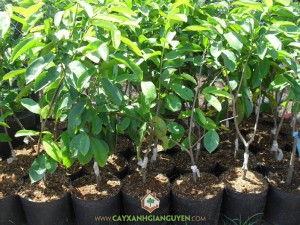 Mãng cầu xiêm thái, mãng cầu xiêm Thái Lan, Trái mãng cầu xiêm, Cầu xiêm ta, Vườn mãng cầu xiêm thái