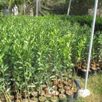 TRỒNG CÂY QUÝT ĐƯỜNG CÓ TÁC DỤNG GÌ?