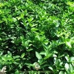 VÌ SAO NHIỀU NÔNG DÂN CHỌN TRỒNG CÂY CHANH KHÔNG HẠT