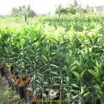 TRỒNG CÂY CAM SÀNH Ở NHỮNG VÙNG NÀO CÓ HIỆU QUẢ