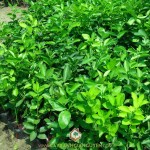 NHIỀU NÔNG DÂN GIÀU LÊN NHỜ TRỒNG CHANH KHÔNG HẠT