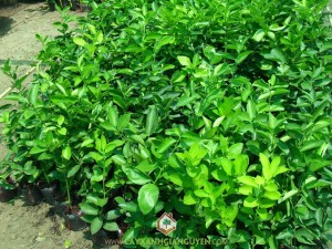 Chanh không hạt, Trồng chanh không hạt, Nước chanh không hạt, Chanh truyền thống, Chanh không hạt Mỹ