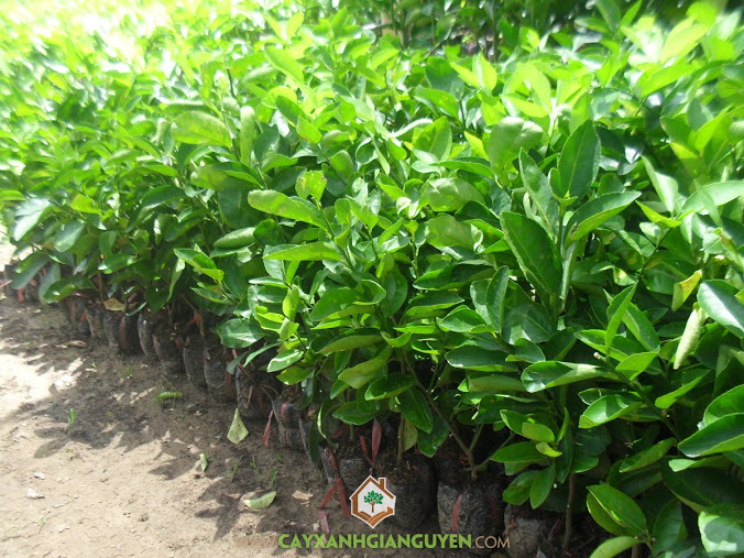 Chanh không hạt, Mô hình trồng chanh không hạt, Cây Xoài, Cây Bưởi Da Xanh, Giống chanh, Chanh Giấy