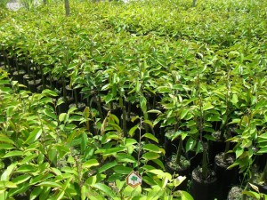 Sầu riêng cơm vàng hạt lép, Vườn sầu riêng cơm vàng hạt lép, Trồng cây che chắn, Sầu riêng, Kỹ thuật trồng giống cây