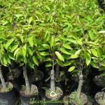 ĐẶC ĐIỂM CỦA SẦU RIÊNG RI6