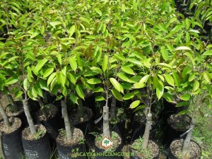 Sầu riêng ri 6, Vườn ươm Cây Xanh Gia Nguyễn, Cây giống sầu riêng ri 6, Cây ổi, quýt