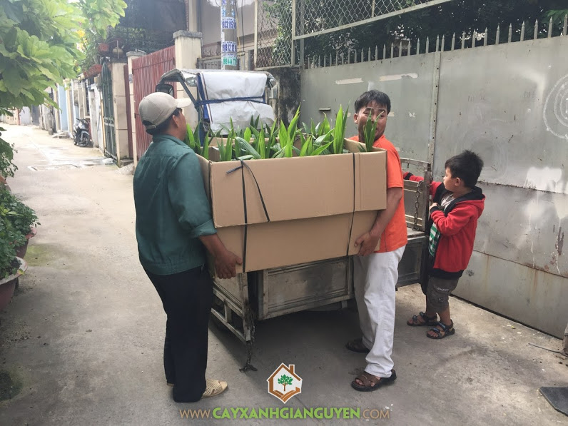 Cây dừa xiêm lùn, Cây Xanh Gia Nguyễn, Vườn ươm Gia Nguyễn, Trồng cây ăn trái, Trồng dừa xiêm