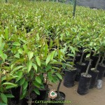 TẠI SAO GIỐNG SẦU RIÊNG RI6 CHO NĂNG SUẤT CAO