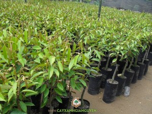 Sầu riêng, Sầu riêng cơm vàng, Giống sầu riêng ri6, Cây ăn trái, Giống sầu riêng