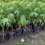 NHÀ VƯỜN CÓ THỂ MUA CÂY CÓC THÁI Ở ĐÂU?