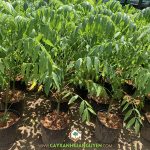 VÌ SAO CÓ NHIỀU CHỦ VƯỜN CHỌN TRỒNG CÓC THÁI