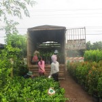 CÂY XANH GIA NGUYỄN CUNG CẤP 1000 CÂY BƯỞI DA XANH CHO CTY DU LỊCH SUỐI HỒNG – MŨI NÉ