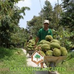 VÌ SAO NHÀ VƯỜN TRỒNG CÂY SẦU RIÊNG RI6 HẠT LÉP