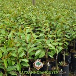 Ở ĐÂU BÁN CÂY GIỐNG SẦU RIÊNG RI6