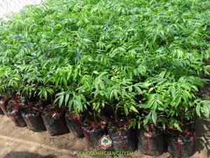 Cóc thái, Cây cóc thái, Cây ăn trái, Quả cóc thái, Hoa cóc thái