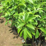 KỸ THUẬT TRỒNG BƠ SÁP DA XANH