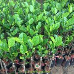 VÌ SAO NÓI MÍT THÁI SIÊU SỚM LÀ CÂY TRỒNG ĐỂ LÀM GIÀU