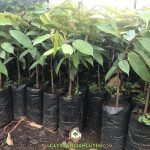 CÁCH CHĂM SÓC CÂY SẦU RIÊNG DONA SAU KHI TRỒNG