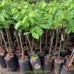 HƯỚNG DẪN CHĂM SÓC CHÔM CHÔM THÁI ĐẾN KHI THU HOẠCH