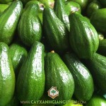 CÂY BƠ SÁP DA XANH CÓ GÌ NỔI BẬT SO VỚI LOẠI BƠ GIỐNG KHÁC