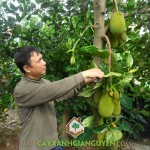 KỸ THUẬT TRỒNG MÍT THÁI SIÊU SỚM