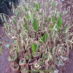 KỸ THUẬT TRỒNG SẦU RIÊNG DONA GIỐNG