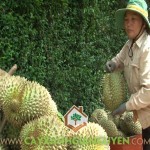 PHÂN BIỆT TRÁI SẦU RIÊNG DONA VỚI LOẠI SẦU RIÊNG KHÁC