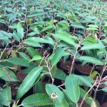 BÁO GIÁ SẦU RIÊNG DONA GIỐNG TẠI VƯỜN ƯƠM GIA NGUYỄN