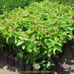 Ở ĐÂU BÁN GIỐNG CÂY BƠ SÁP DA XANH