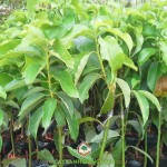 GIỐNG BƠ SÁP DA XANH TRỒNG Ở ĐÂU?