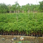 NHỮNG LƯU Ý KHI MUA GIỐNG CÂY BƠ SÁP DA XANH