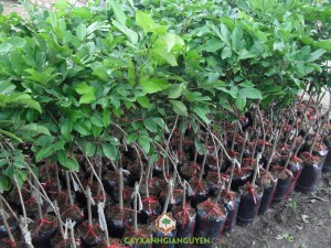 Trồng cây Chôm Chôm thái, Cây Chôm Chôm Thái, Vườn Chôm Chôm Thái, Giống Chôm Chôm, Chôm Chôm Thái