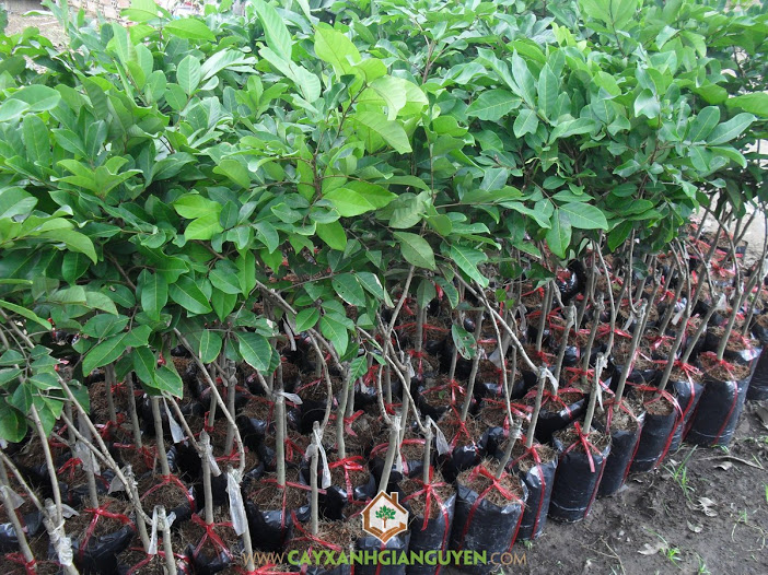 Trồng cây Chôm Chôm thái, Cây Chôm Chôm Thái, Vườn Chôm Chôm Thái, Giống Chôm Chôm, Chôm Chôm Thái