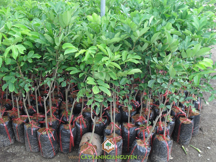 Vườn ươm Cây Xanh Gia Nguyễn, Chôm Chôm Thái, Chôm Chôm Rong Riêng, Cây giống, Giống Chôm Chôm Thái