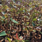 VÌ SAO CÂY SẦU RIÊNG DONA ĐƯỢC NHIỀU NHÀ VƯỜN LỰA CHỌN