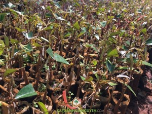 Cây sầu riêng DONA, Giống sầu riêng DONA, Trồng cây sầu riêng DONA, Sầu riêng, Trái sầu riêng DONA