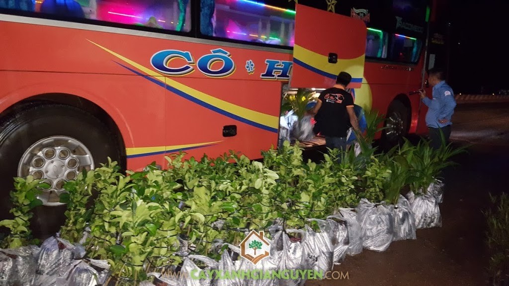 Bưởi da xanh, Dừa xiêm lùn, Giống bưởi da xanh, Vườn ươm Gia Nguyễn, Trồng dừa xiêm lùn, Trồng cây