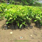 VƯỜN ƯƠM CÂY XANH GIA NGUYỄN BÁN CÂY GIỐNG MẬN AN PHƯỚC