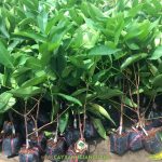 NHỮNG LƯU Ý KHI MUA GIỐNG MẬN AN PHƯỚC