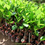 HƯỚNG DẪN CÁCH CHĂM SÓC MÍT THÁI SIÊU SỚM SAU KHI TRỒNG