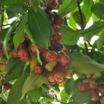 TRỒNG MẬN AN PHƯỚC CÓ LỢI ÍCH GÌ?