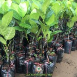 CHỈ DẪN THÔNG TIN VỀ GIỐNG MÍT THÁI SIÊU SỚM