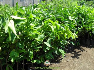 Mận An Phước, Vườn ươm Cây Xanh Gia Nguyễn, Mua cây Mận An Phước giống, Giống mận Thái Lan, Giống mận An Phước