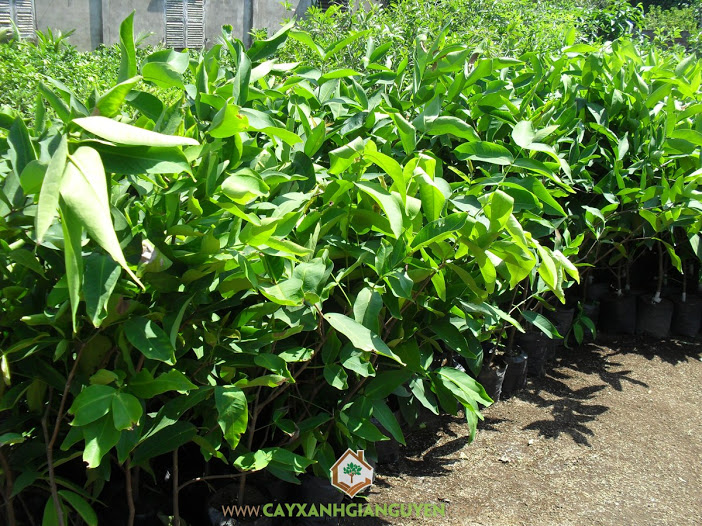 Mận An Phước, Vườn ươm Cây Xanh Gia Nguyễn, Mua cây Mận An Phước giống, Giống mận Thái Lan, Giống mận An Phước