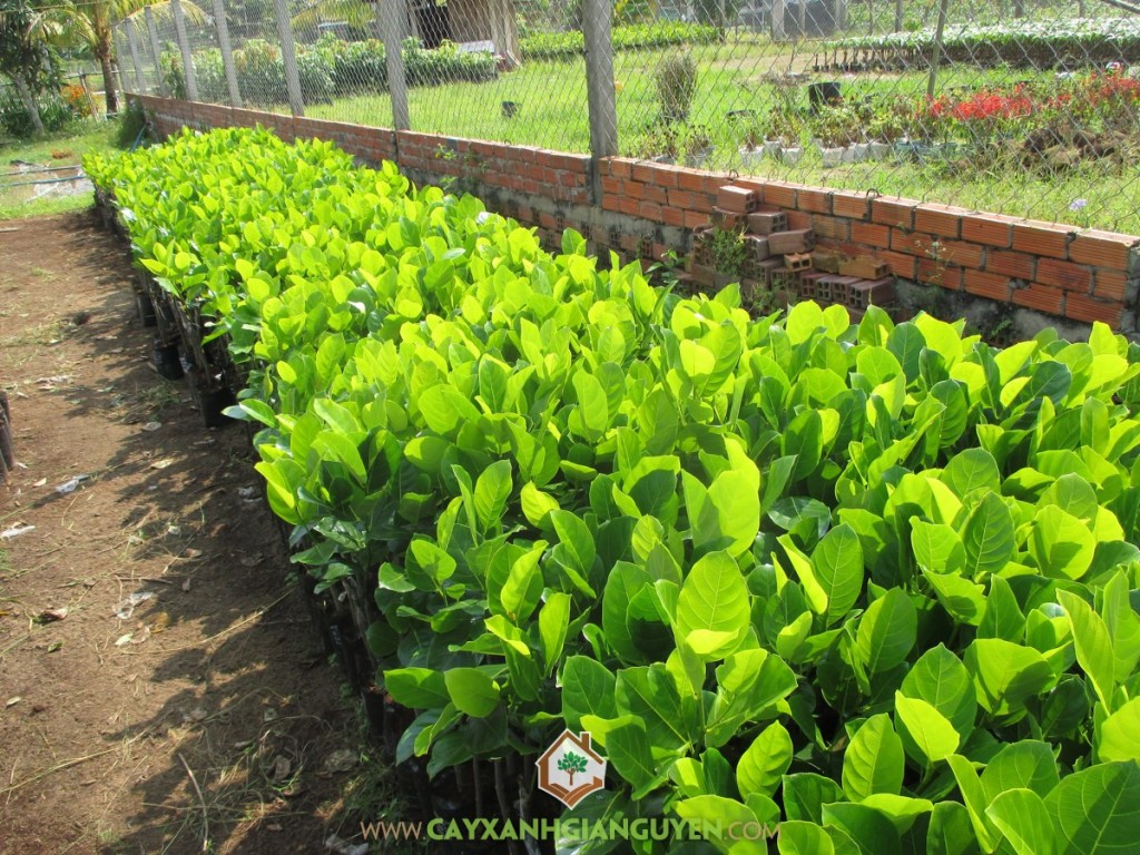 Mít Thái Siêu Sớm, Trồng Mít Thái Siêu Sớm, Cây Mít Thái Siêu Sớm, Giống cây mít thái, Cây mít thái