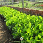 TRỒNG MÍT THÁI SIÊU SỚM BAO LÂU ĐƯỢC THU HOẠCH