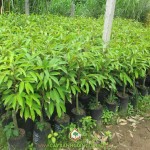 GIÁ SẦU RIÊNG THÁI LAN GIỐNG NHƯ THẾ NÀO?