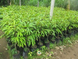 Sầu riêng Thái, Cây sầu riêng Thái Lan, Vườn ươm Cây Xanh Gia Nguyễn, Cây giống sầu riêng Thái Lan, Sầu riêng